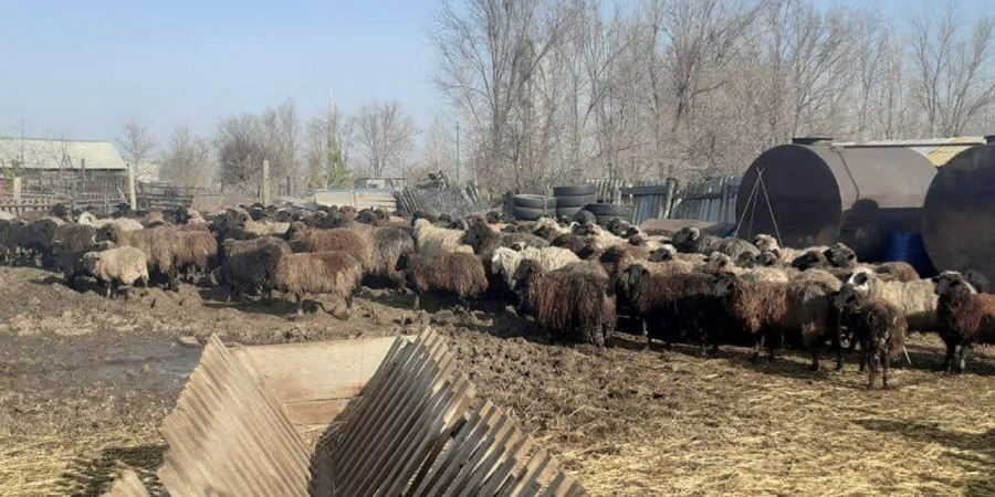 В Краснокутском районе 162 овцы принудительно привили от сибирской язвы