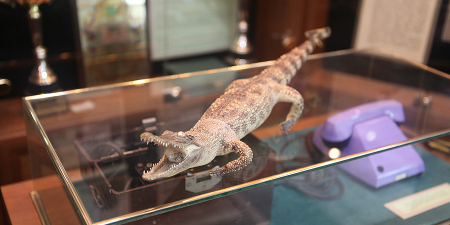В Саратовской области таможня изъяла чучело крокодила из Вьетнама