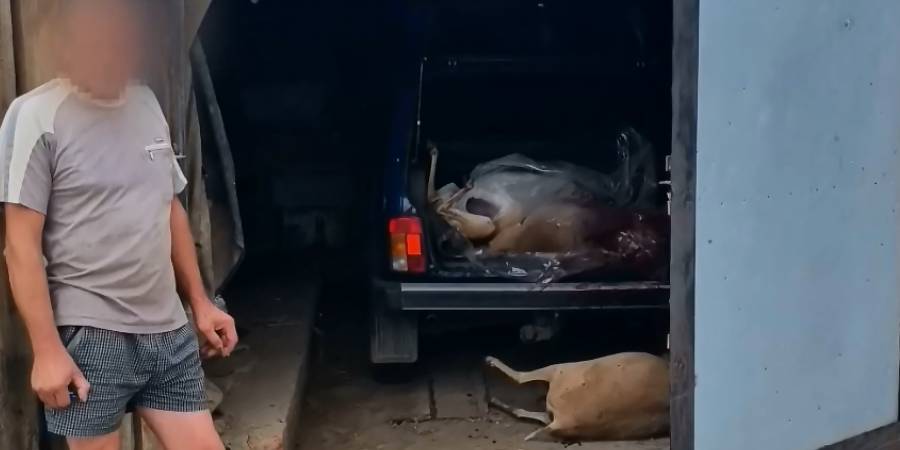  В Новоузенском районе браконьера осудили за незаконное убийство сайгаков
