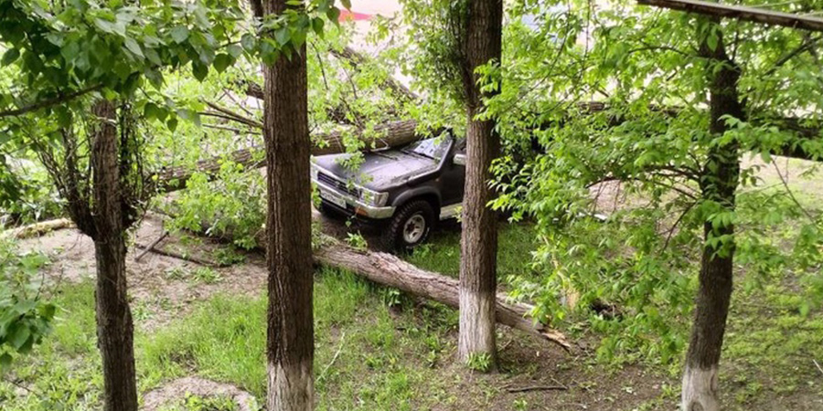 В Балашове дерево рухнуло на пикап «Тойота Хайлюкс»