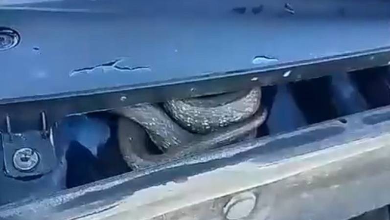 В Балакове змея забралась в капот автомобиля 