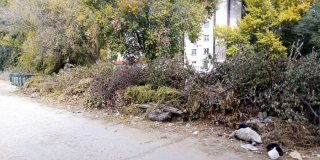 Жители Агафоновки продолжают сообщать о заваленных ветками мусорках