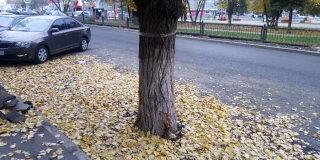 На улице Жуковского заасфальтировали дерево