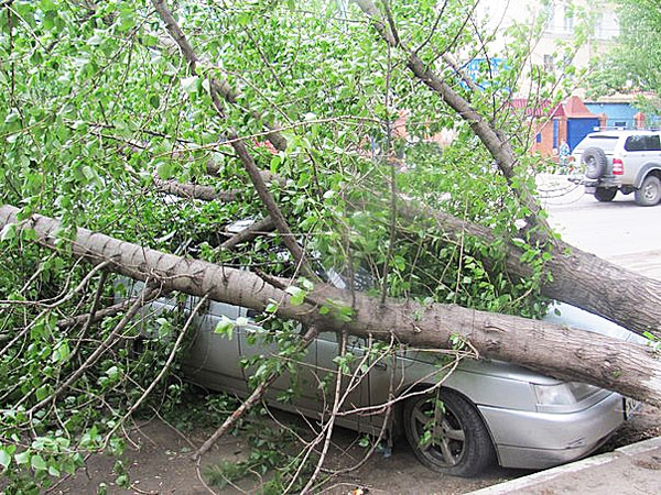 У здания регионального ГУ МВД рухнуло дерево
