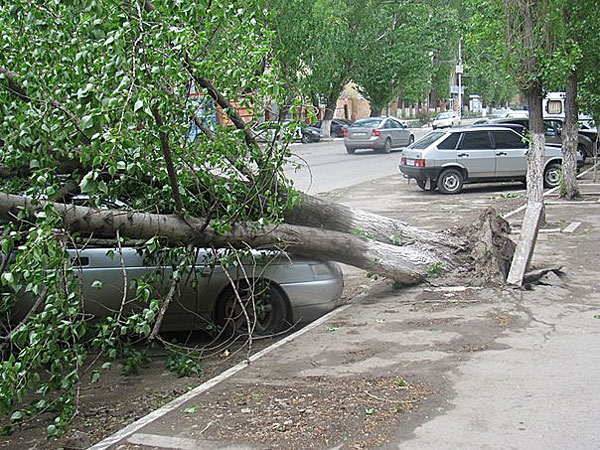 У здания регионального ГУ МВД рухнуло дерево
