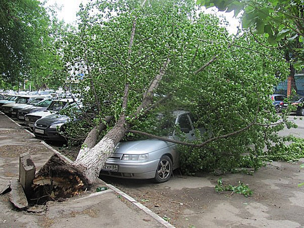 У здания регионального ГУ МВД рухнуло дерево