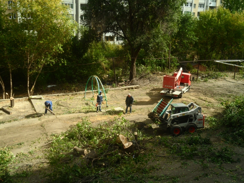 Год экологии. Саратовцы сообщают о массовой вырубке деревьев во дворе под автостоянку