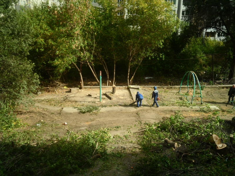 Год экологии. Саратовцы сообщают о массовой вырубке деревьев во дворе под автостоянку