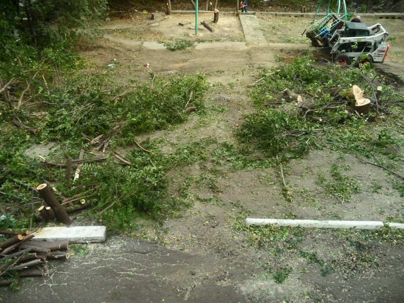 Год экологии. Саратовцы сообщают о массовой вырубке деревьев во дворе под автостоянку