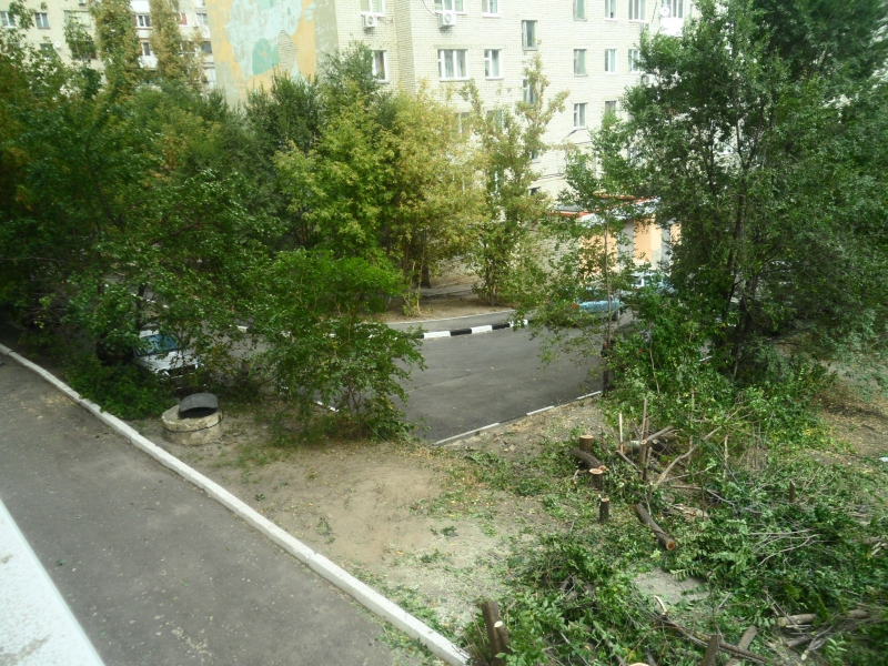 Год экологии. Саратовцы сообщают о массовой вырубке деревьев во дворе под автостоянку