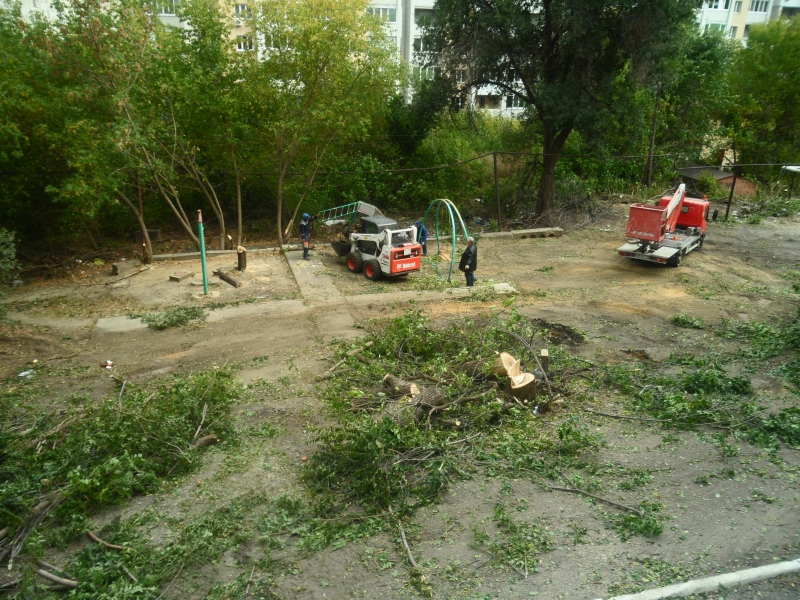 Год экологии. Саратовцы сообщают о массовой вырубке деревьев во дворе под автостоянку