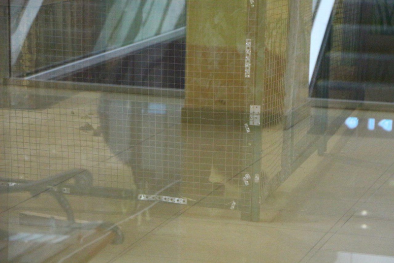 Львы, медведи и леопард остаются запертыми в саратовском торговом центре