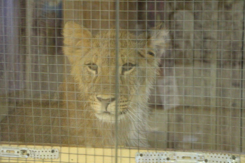 Львы, медведи и леопард остаются запертыми в саратовском торговом центре