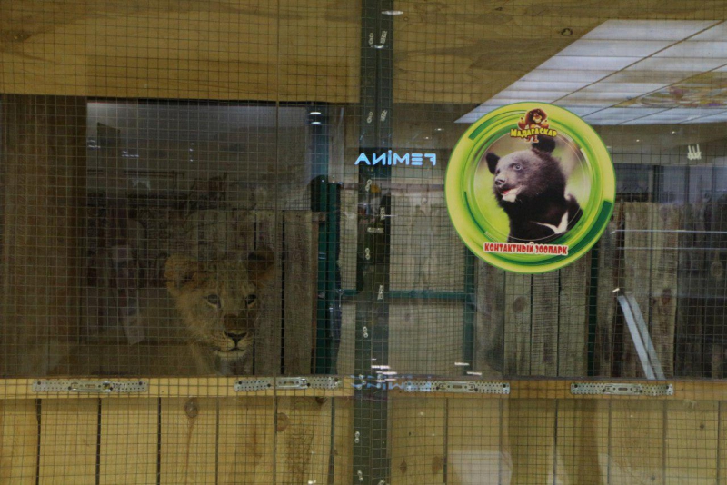 Львы, медведи и леопард остаются запертыми в саратовском торговом центре