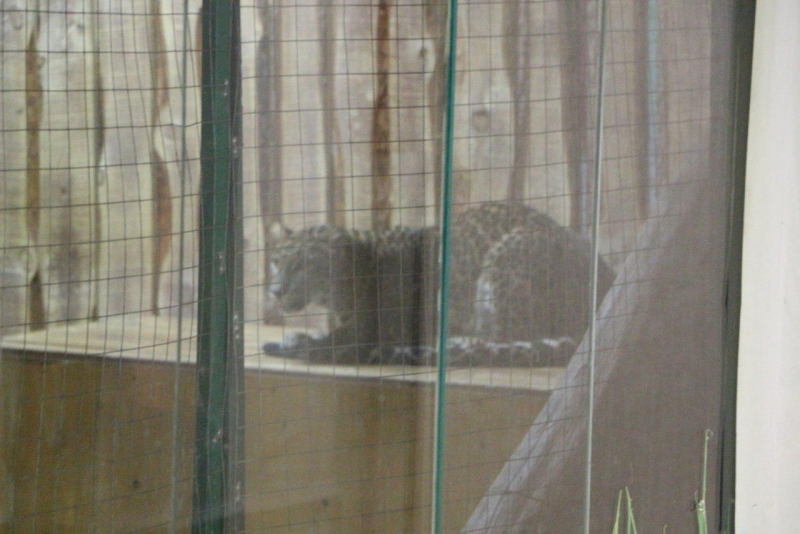 Львы, медведи и леопард остаются запертыми в саратовском торговом центре