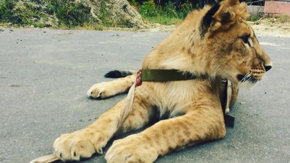 СМИ: Зверей из арестованного саратовского зоопарка перевезли в Пензу