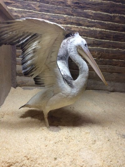 СМИ: Зверей из арестованного саратовского зоопарка перевезли в Пензу