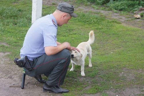 Пес помог найти пропавшего ребенка