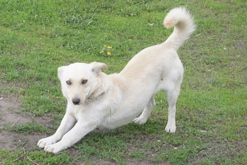 Пес помог найти пропавшего ребенка