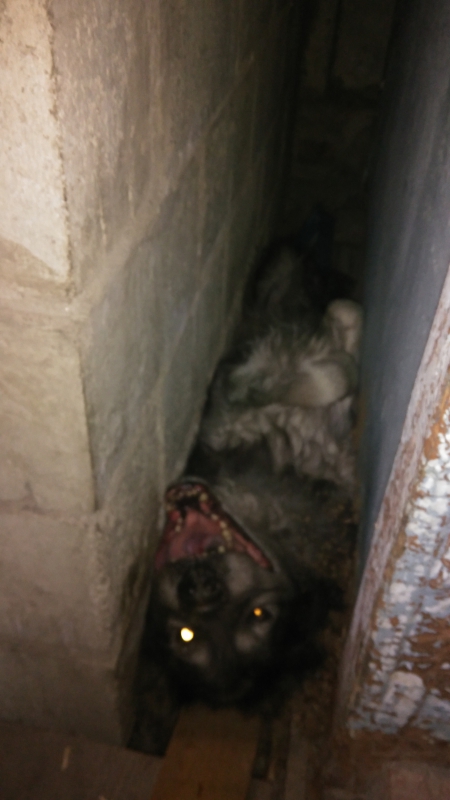 В Саратове спасатели вызволили застрявшую между стен овчарку