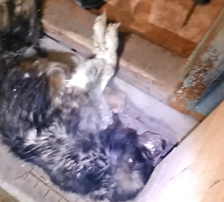 В Саратове спасатели вызволили застрявшую между стен овчарку