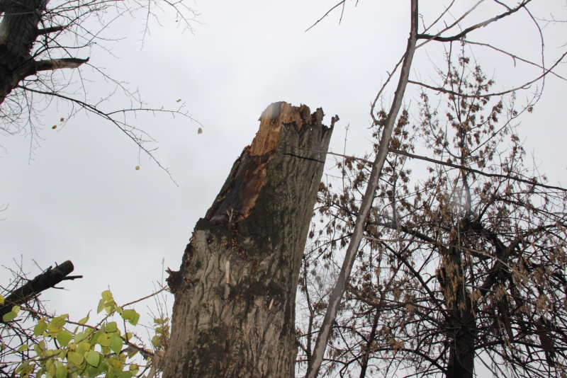 Обезвреженных деревьев. Липы кемерово. Дерево он. Опиловка деревьев. Спиленное дерево.