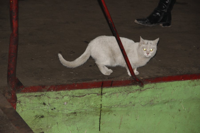 В Саратове водителей автобусов пугают видеокадрами со страшными ДТП