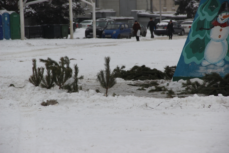 В Саратове начали разбирать главную елку города