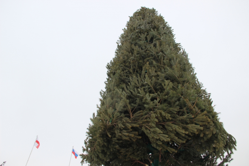 В Саратове начали разбирать главную елку города