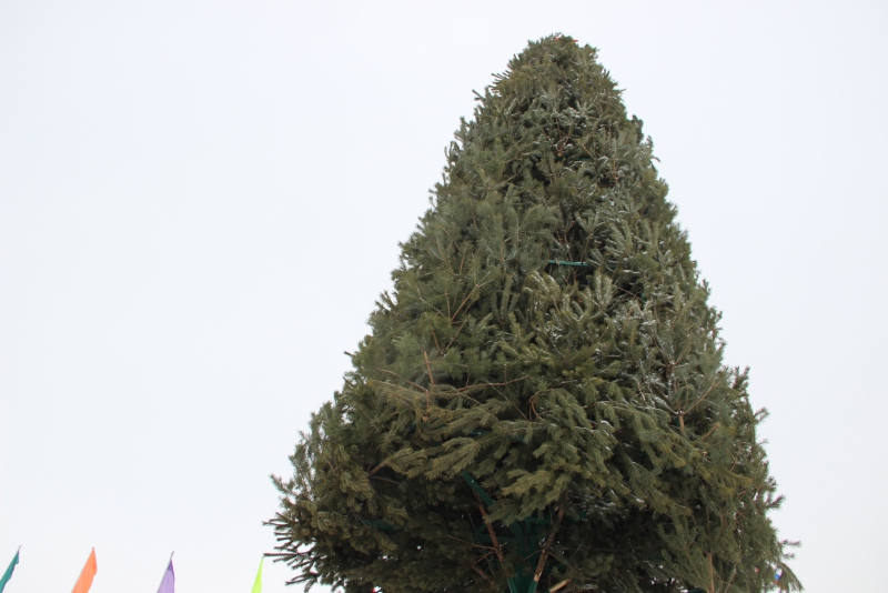 В Саратове начали разбирать главную елку города