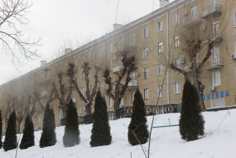На набережной Саратова вязы и ясени жестко обрезали до стволов