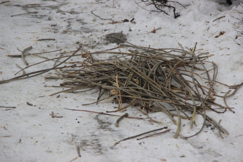 На набережной Саратова вязы и ясени жестко обрезали до стволов