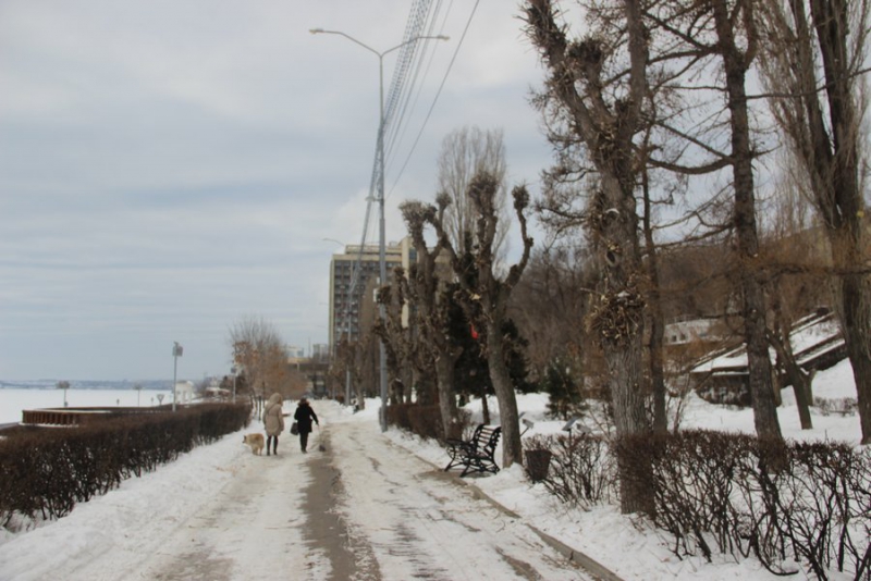 На набережной Саратова вязы и ясени жестко обрезали до стволов