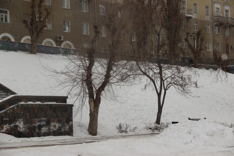 На набережной Саратова вязы и ясени жестко обрезали до стволов