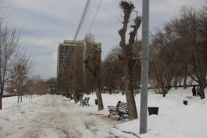 На набережной Саратова вязы и ясени жестко обрезали до стволов