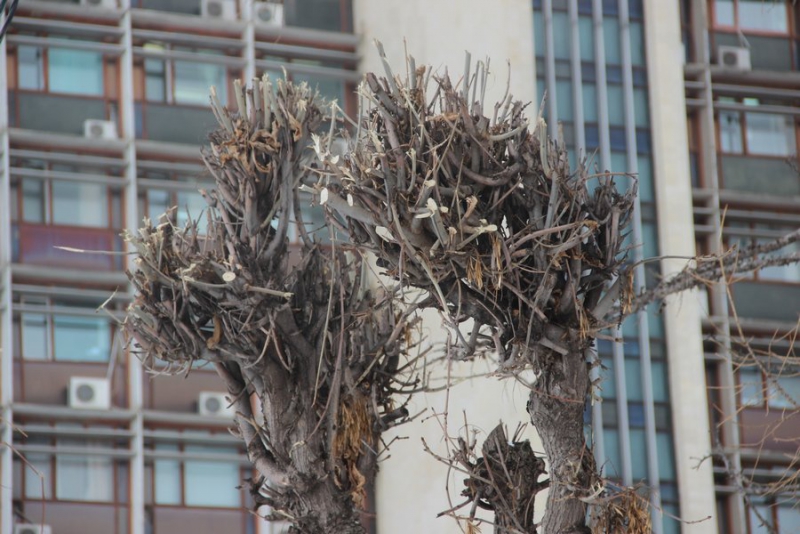 На набережной Саратова вязы и ясени жестко обрезали до стволов