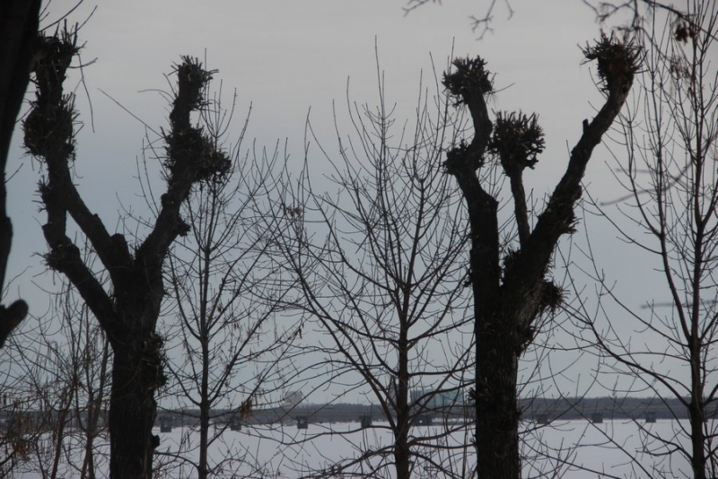 На набережной Саратова вязы и ясени жестко обрезали до стволов