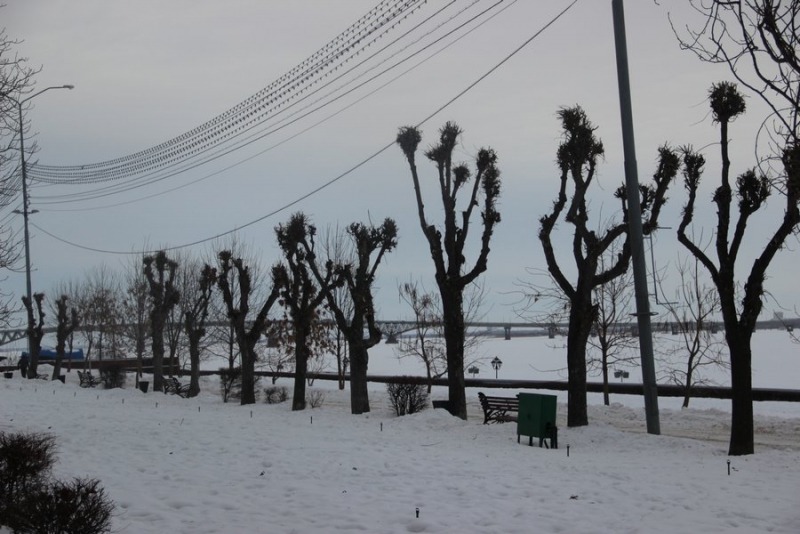 На набережной Саратова вязы и ясени жестко обрезали до стволов