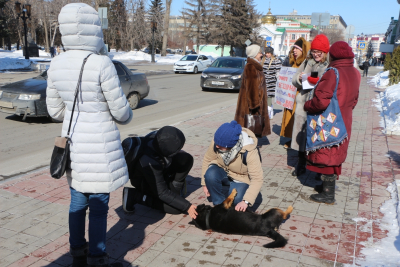 В Саратове активистка и пес Степан Петрович пикетировали облдуму