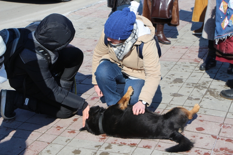В Саратове активистка и пес Степан Петрович пикетировали облдуму