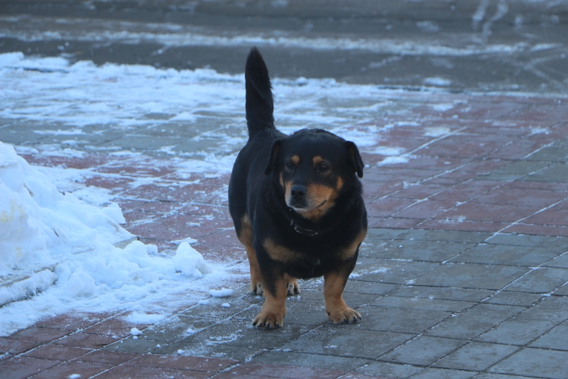 В Саратове активистка и пес Степан Петрович пикетировали облдуму