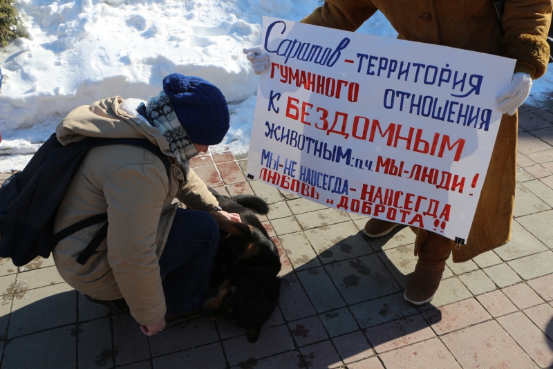 В Саратове активистка и пес Степан Петрович пикетировали облдуму