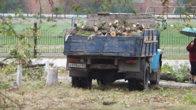 В Энгельсе неизвестные с символикой «Единой России» вырубают деревья