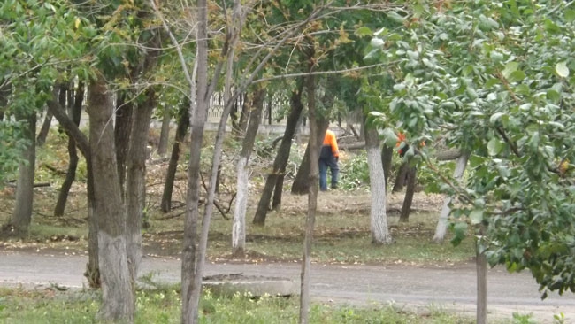 В Энгельсе неизвестные с символикой «Единой России» вырубают деревья