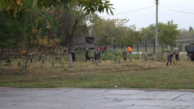 В Энгельсе неизвестные с символикой «Единой России» вырубают деревья