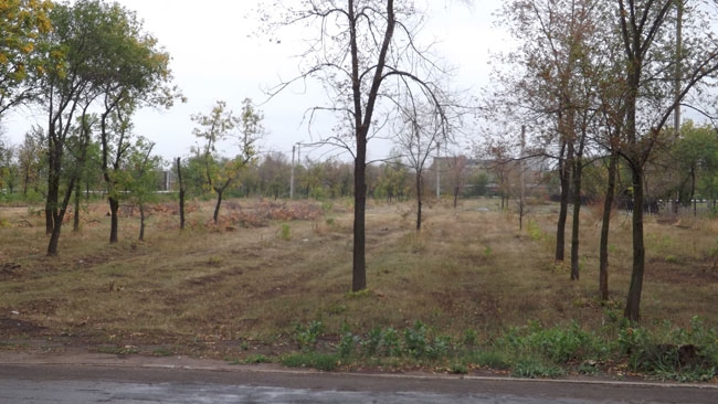 В Энгельсе неизвестные с символикой «Единой России» вырубают деревья