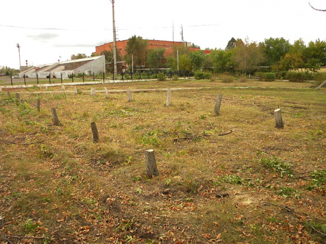 Градоначальник Энгельса: «Вырубались больные деревья»