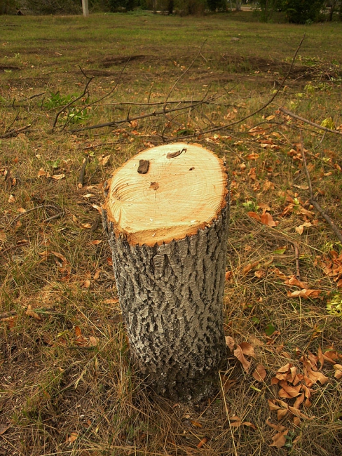 Градоначальник Энгельса: «Вырубались больные деревья»