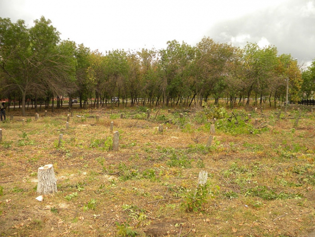 Градоначальник Энгельса: «Вырубались больные деревья»