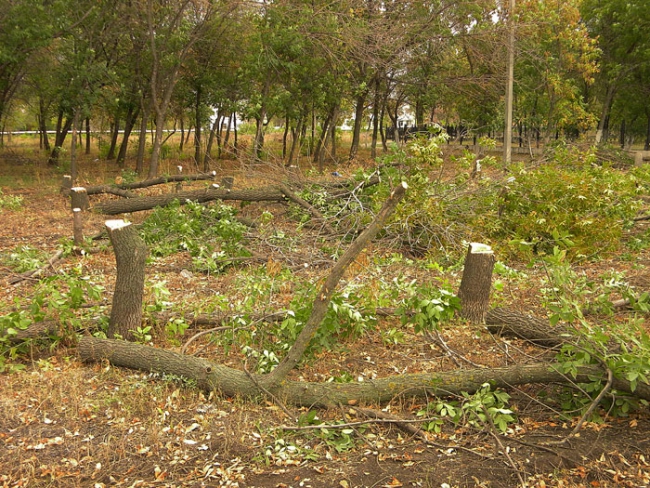 Градоначальник Энгельса: «Вырубались больные деревья»